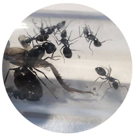 Camponotus foreli