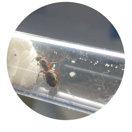 Formica cunicularia